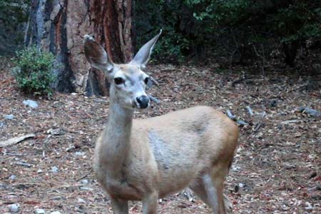 Yosemite-20 deer in valley